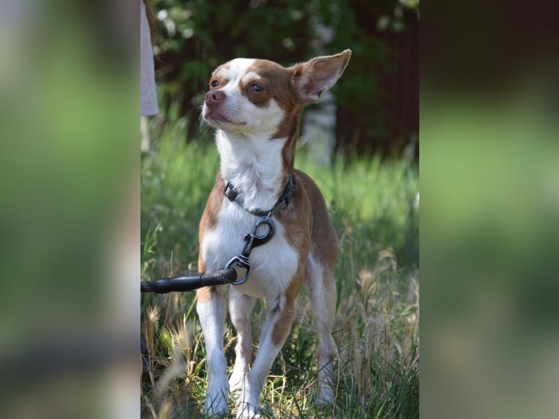 Mogli - liebt die Menschen sehr und ist ein idealer Familienhund