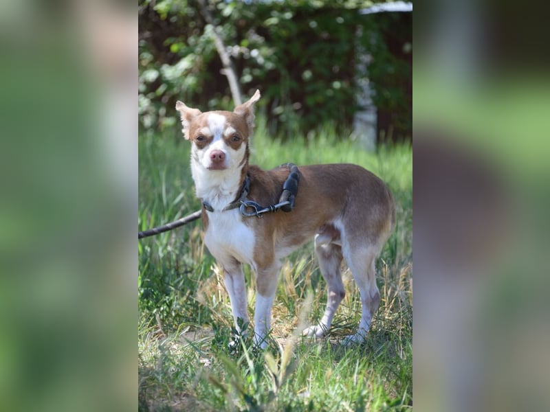 Mogli - liebt die Menschen sehr und ist ein idealer Familienhund