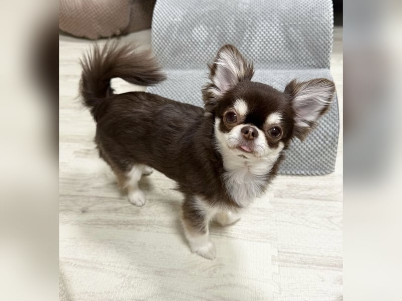 Chihuahua-Mädchen