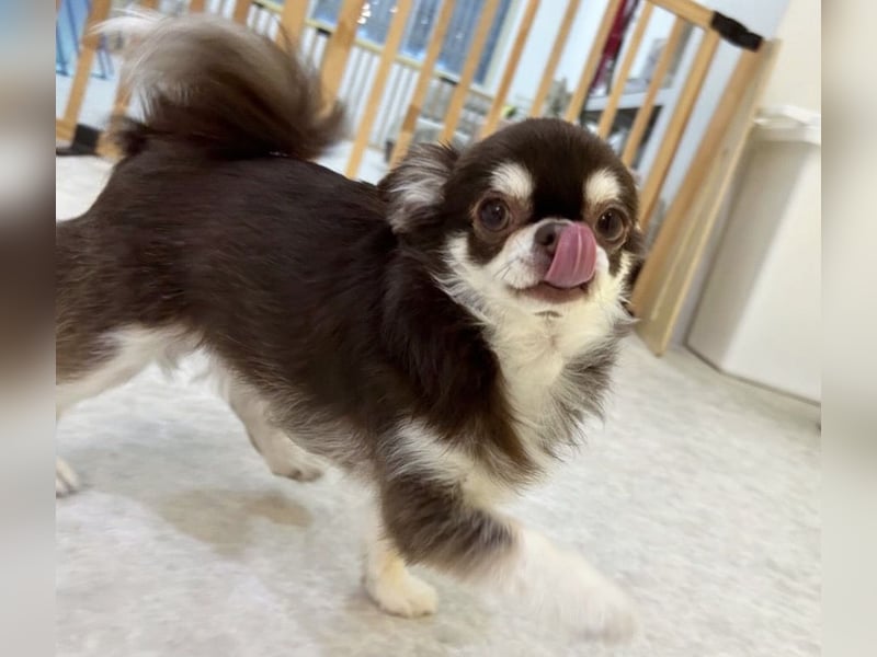 Chihuahua-Mädchen