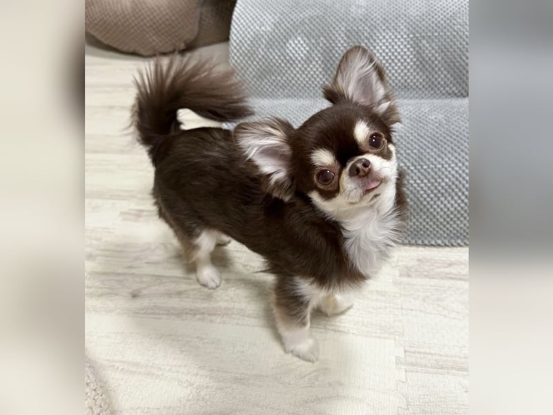 Chihuahua-Mädchen