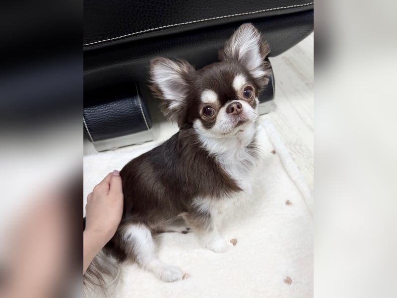 Chihuahua-Mädchen