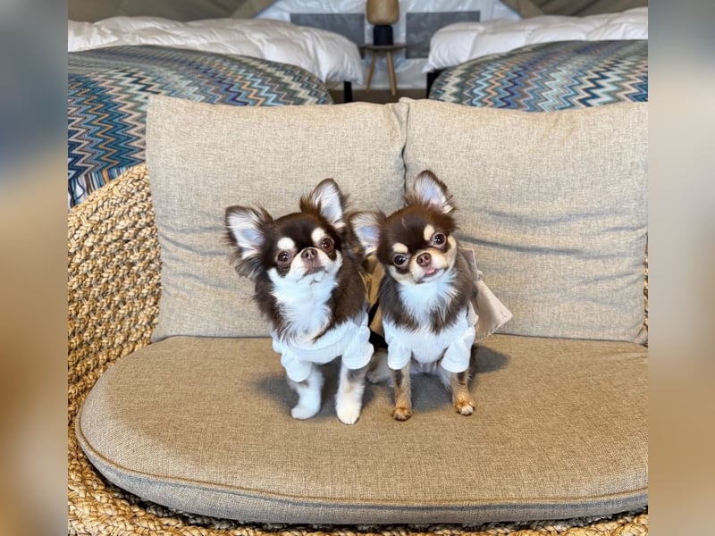 Chihuahua-Mädchen