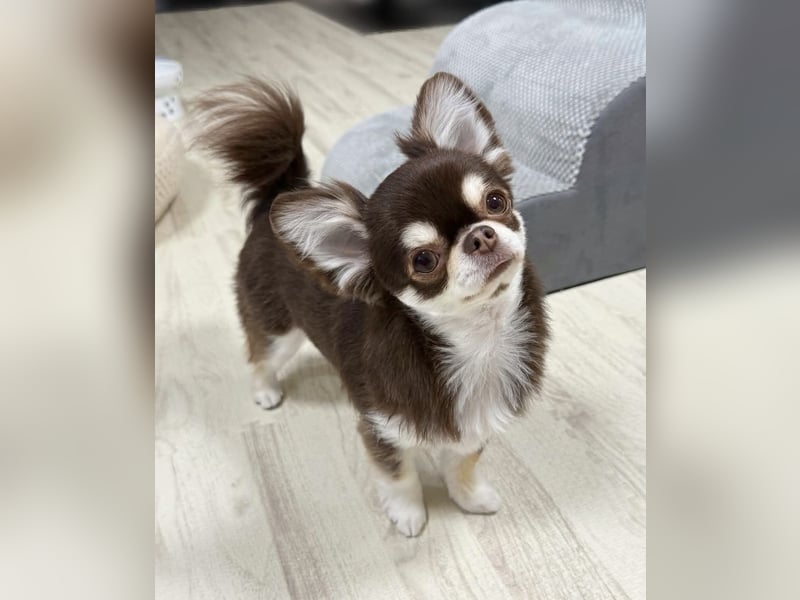 Chihuahua-Mädchen