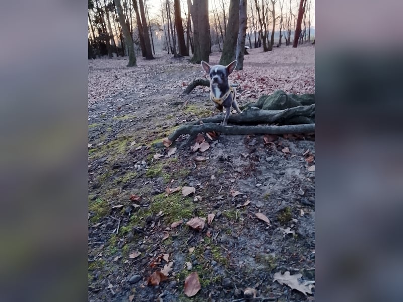 Chihuahua lilac kurzhaar Rüde mit Ahnentafel und ZTP