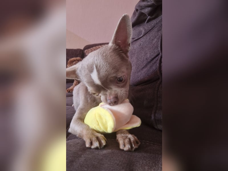 Chihuahua lilac kurzhaar Rüde mit Ahnentafel und ZTP
