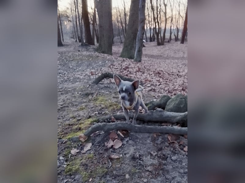 Chihuahua lilac kurzhaar Rüde mit Ahnentafel und ZTP