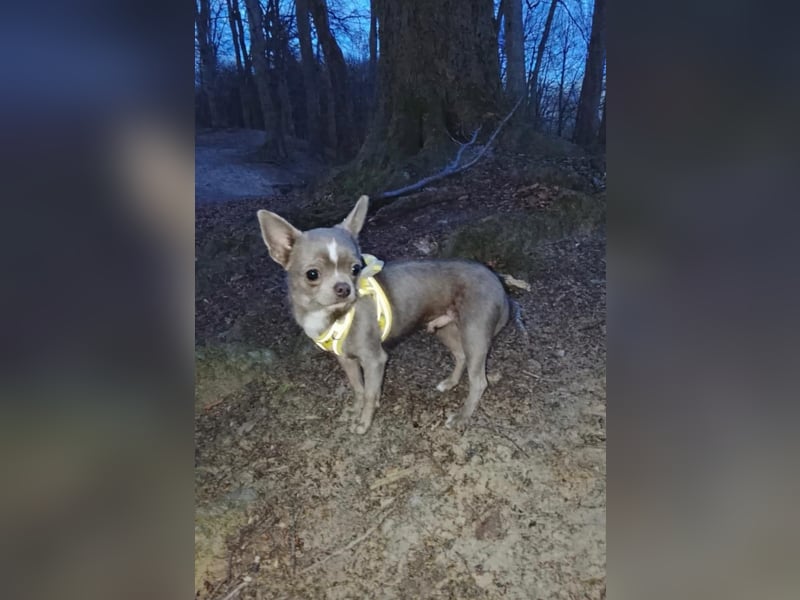 Chihuahua lilac kurzhaar Rüde mit Ahnentafel und ZTP