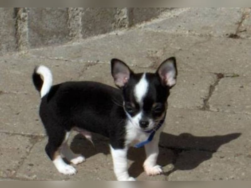 Chihuahua Hündin – geimpft, entwurmt, gechipt, mit EU-Heimtierausweis