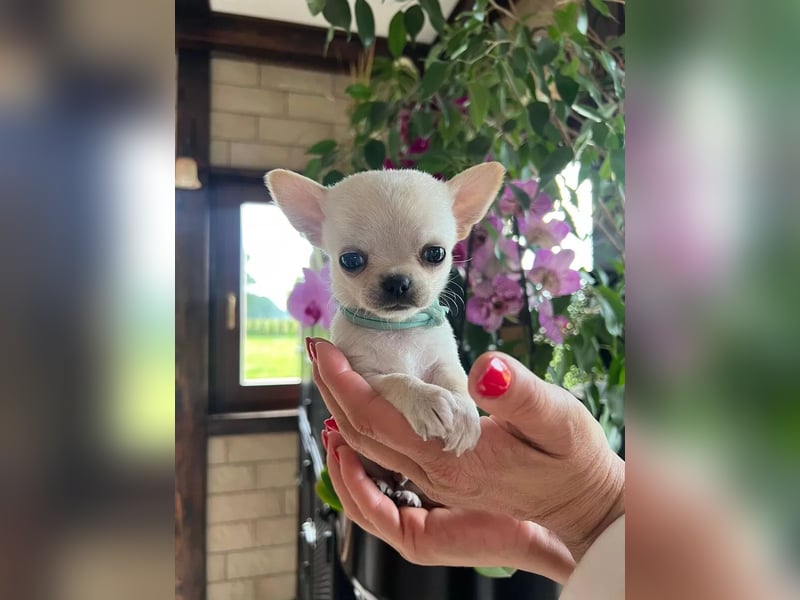 Chihuahua  Hündin – geimpft, entwurmt, gechipt, mit EU-Heimtierausweis