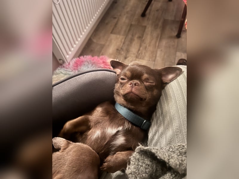Chihuahua