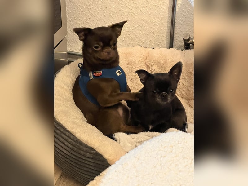 Chihuahua