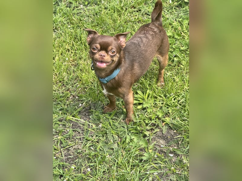 Chihuahua