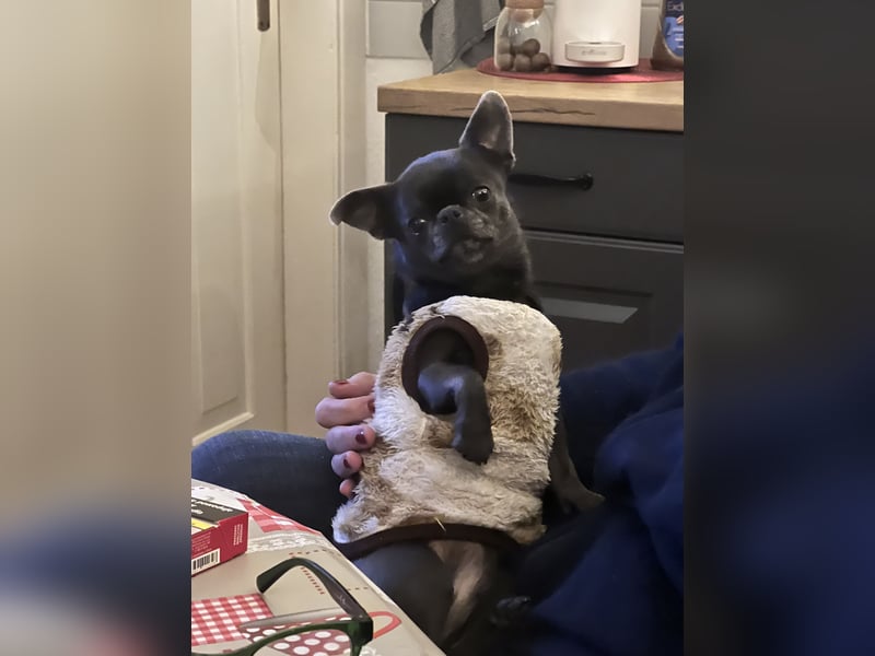 Chihuahua