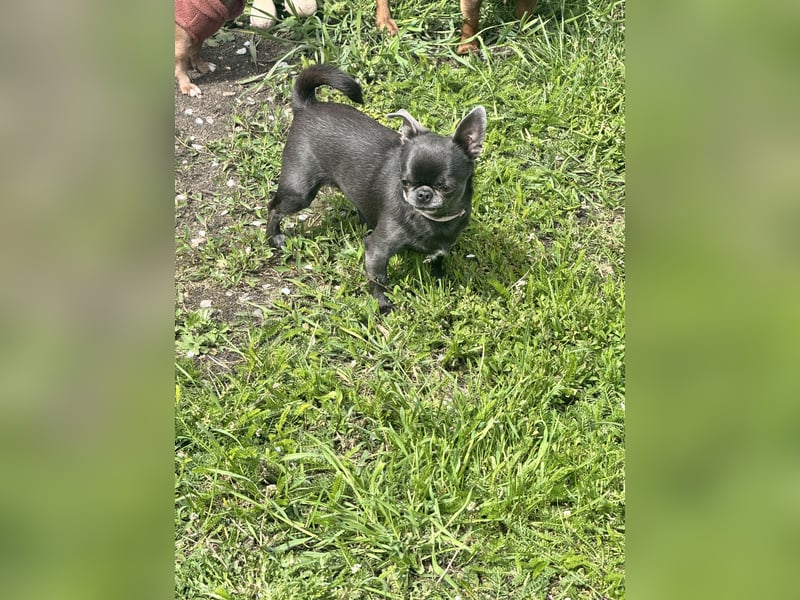 Chihuahua