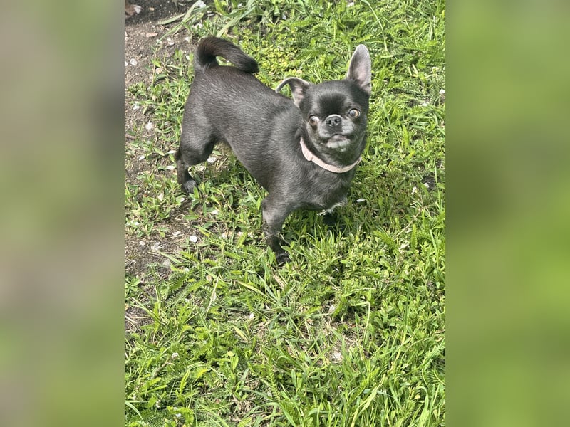 Chihuahua