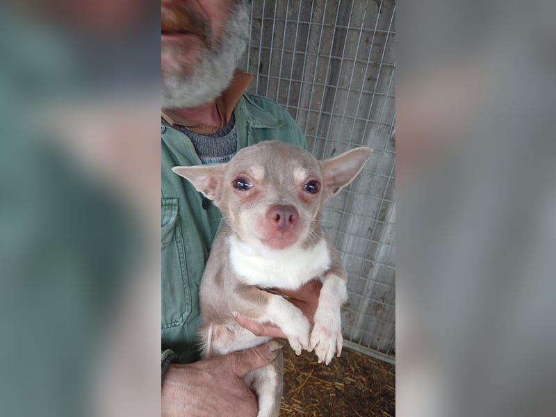 Csivi PP - raus aus dem Tierheim und rein ins Glück