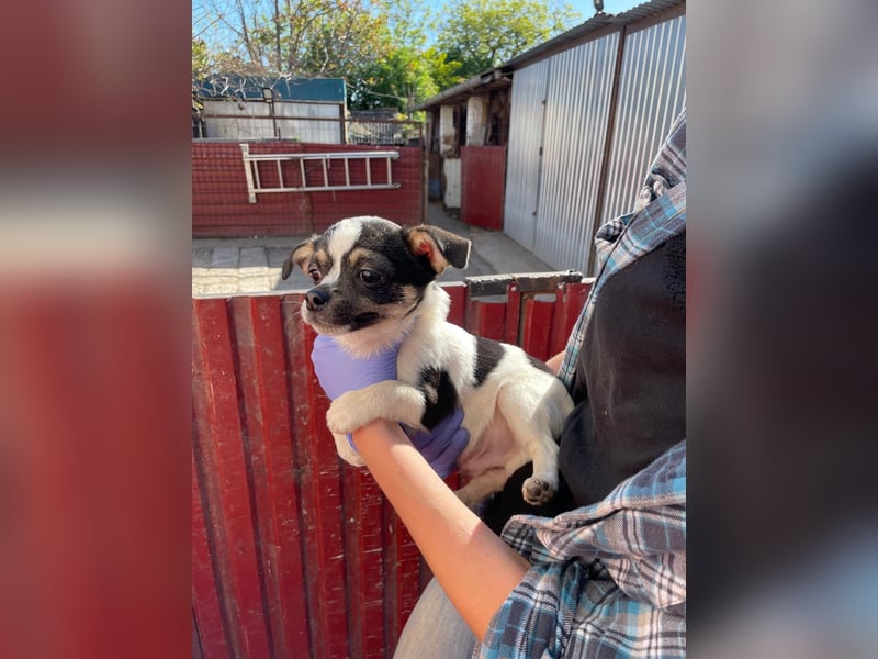 Bibi2 PP – neugieriger Chihuahua Welpe sucht ein liebevolles Körbchen 