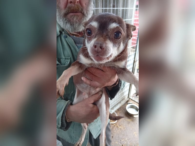 Hosszu PP - kleine Chihuahualady sucht großes Glück