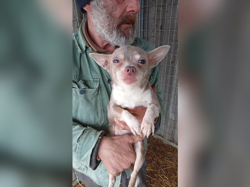 Csivi PP - raus aus dem Tierheim und rein ins Glück