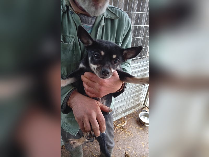 Stefi PP - raus aus dem Tierheim und rein ins Glück