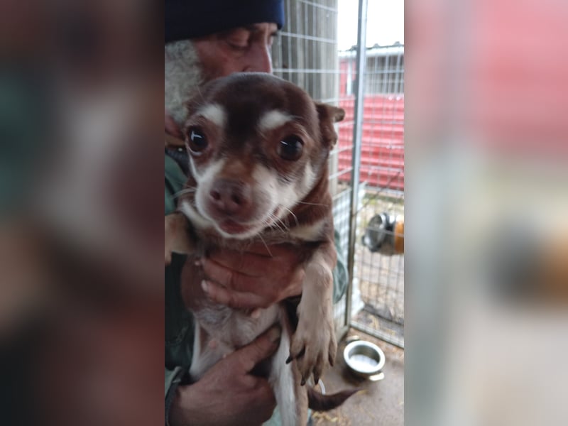 Hosszu PP - kleine Chihuahualady sucht großes Glück