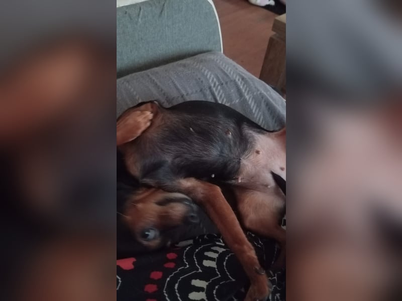 Chihuahua Bella sucht ein Zuhause für immer