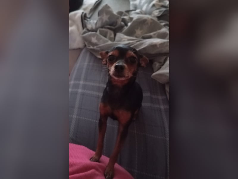Chihuahua Bella sucht ein Zuhause für immer