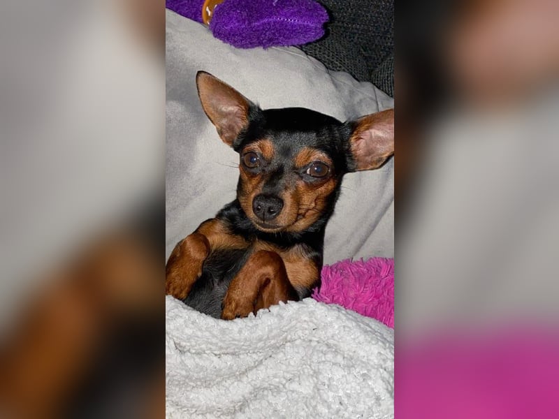 Chihuahua Bella sucht ein Zuhause für immer