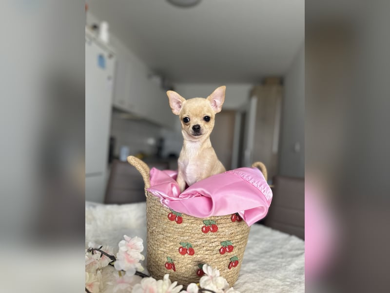 Mini Welpen Rüden – Creme & Rot – geimpft, gechipt, sofort abgabebereit