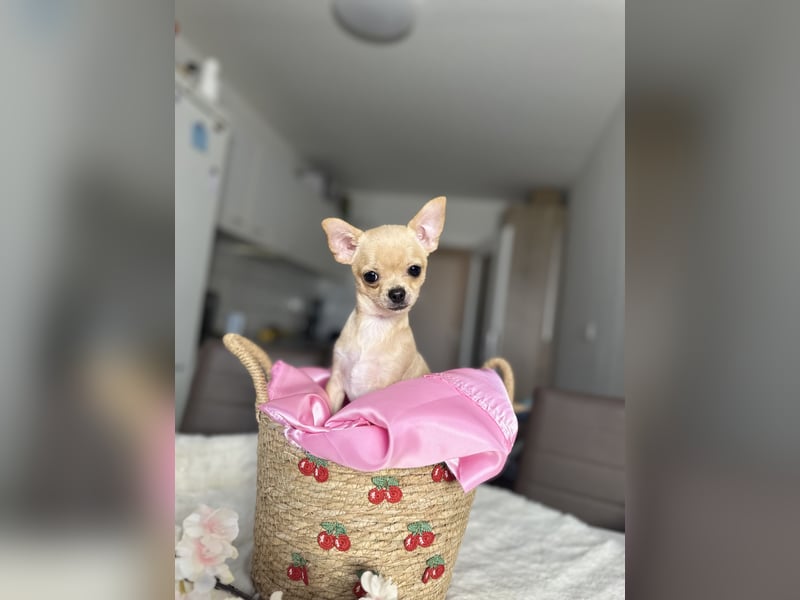 Mini Welpen Rüden – Creme & Rot – geimpft, gechipt, sofort abgabebereit