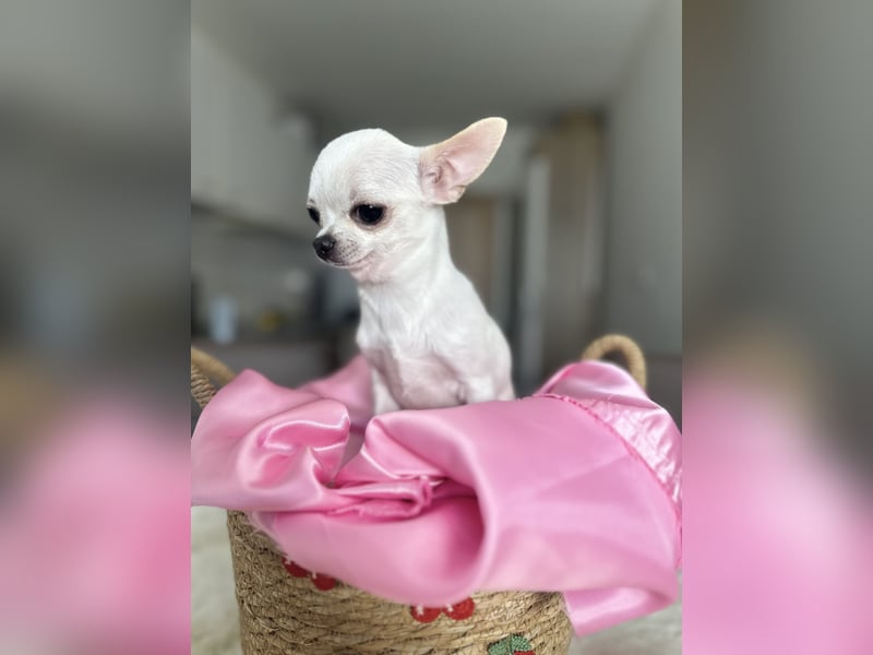 Mini Welpen Rüden – Creme & Rot – geimpft, gechipt, sofort abgabebereit