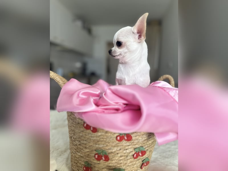 Mini Welpen Rüden – Creme & Rot – geimpft, gechipt, sofort abgabebereit