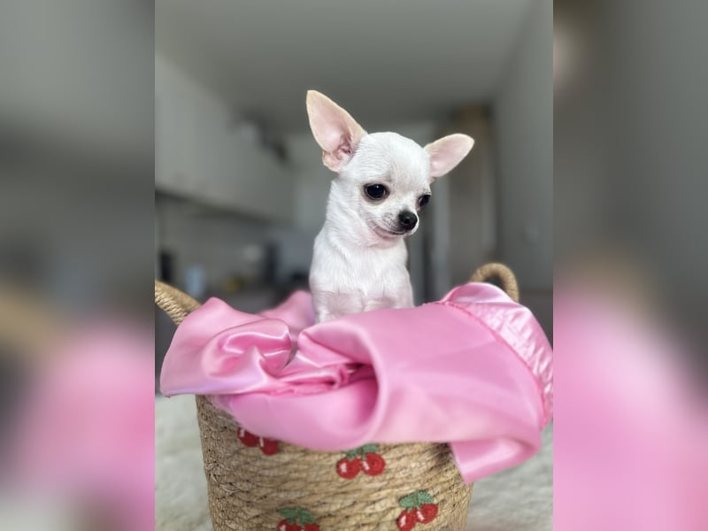 Mini Welpen Rüden – Creme & Rot – geimpft, gechipt, sofort abgabebereit