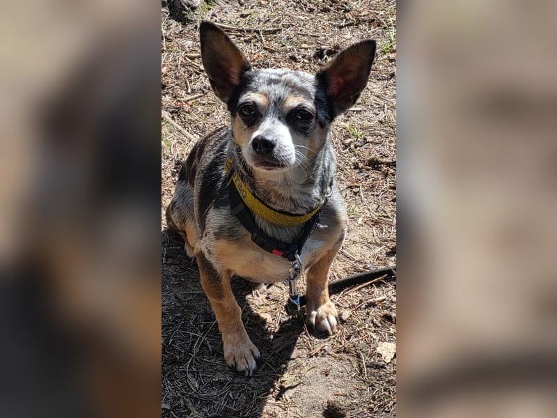 Merle. katzenfreundliche Chihuahua Dame geb. 12/2018