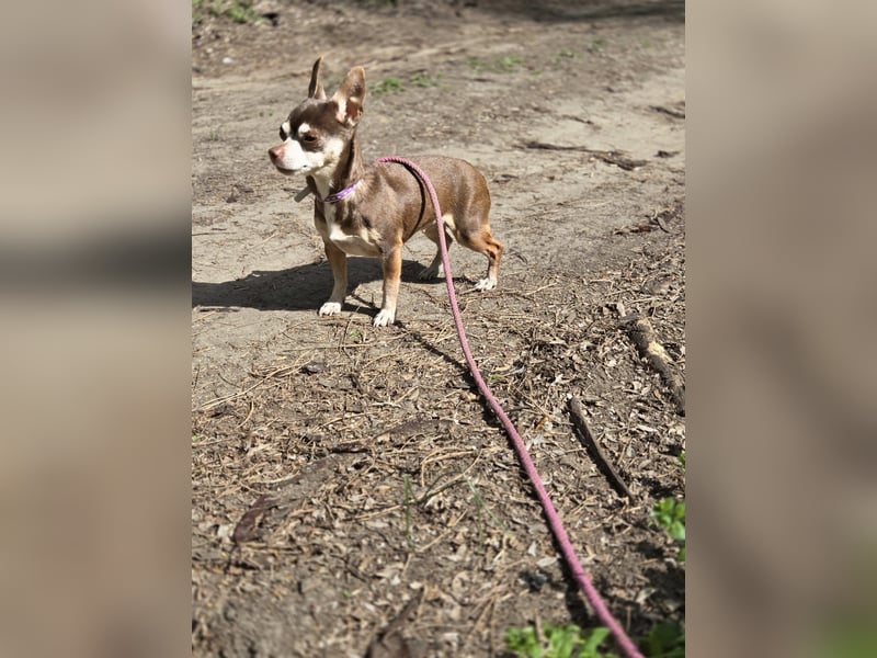 Nina, hübsche, kleine Chihuahua Hündin geb. 01/2023