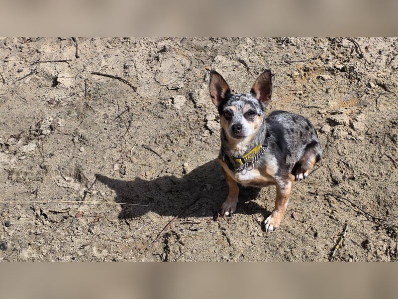Merle. katzenfreundliche Chihuahua Dame geb. 12/2018