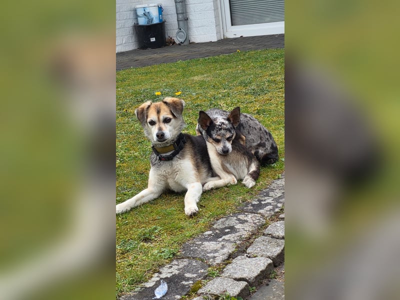 Merle. katzenfreundliche Chihuahua Dame geb. 12/2018