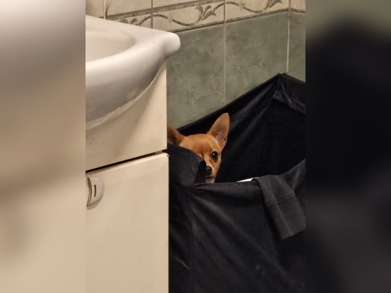 Paula, liebes, schlaues Chihuahua Mädchen geb. 2025