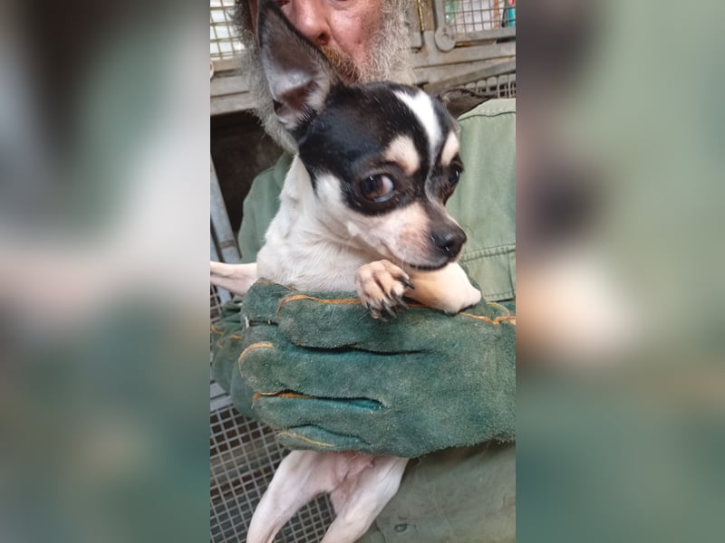 Pöttyöske, schüchterne Chihuahua Hündin geb. 12 /2024