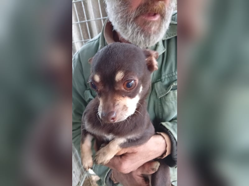 Lejla, süße, kleine Chihuahua Dame geb. 2021