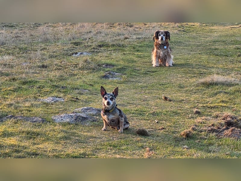 Merle. katzenfreundliche Chihuahua Dame geb. 12/2018