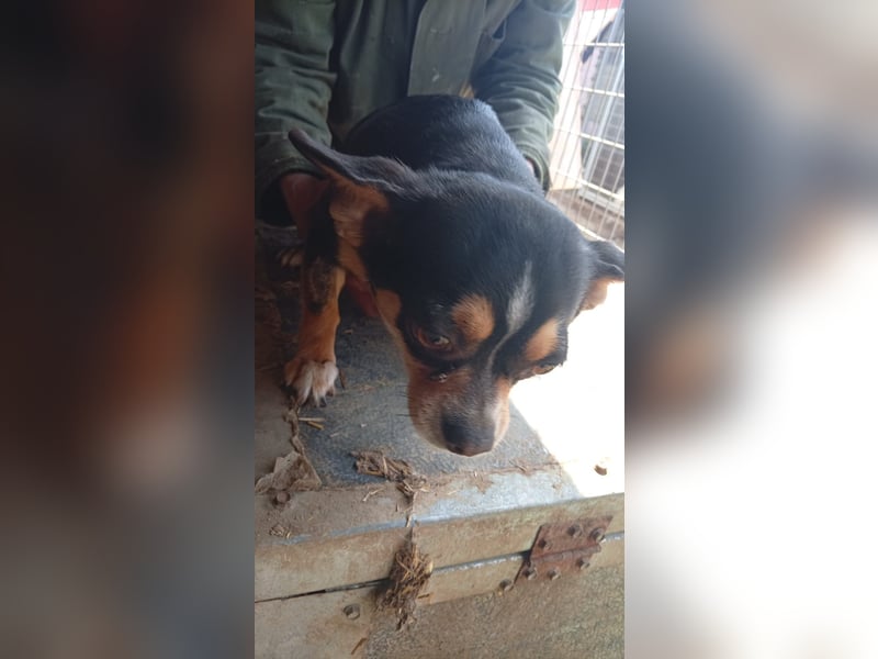 Negro, kleiner Chihuahua Rüde geb. 01/2023