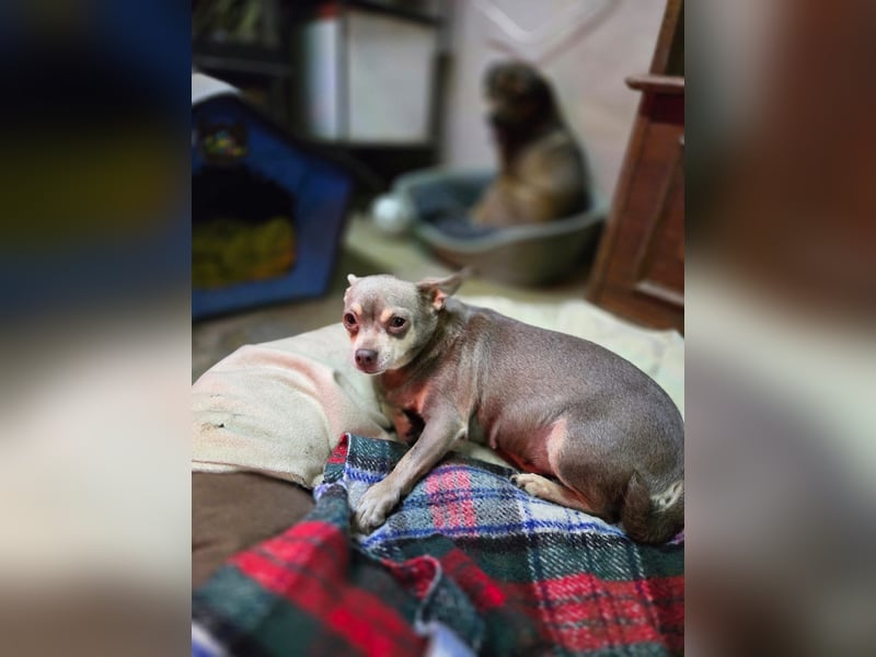 Sandy, süße, kleine Chihuahua Hündin geb. 2022