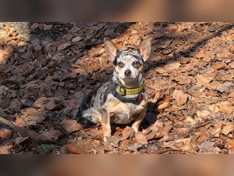 Merle. katzenfreundliche Chihuahua Dame geb. 12/2018