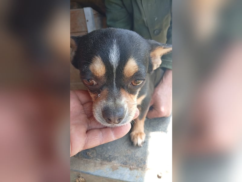 Negro, kleiner Chihuahua Rüde geb. 01/2023