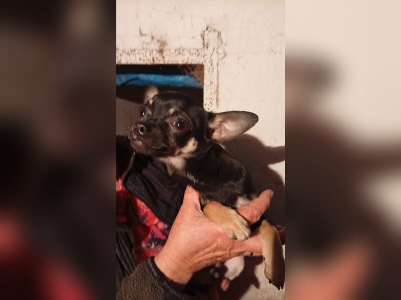Bojt, kleiner Chihuahua Welpe geb. 12/2025