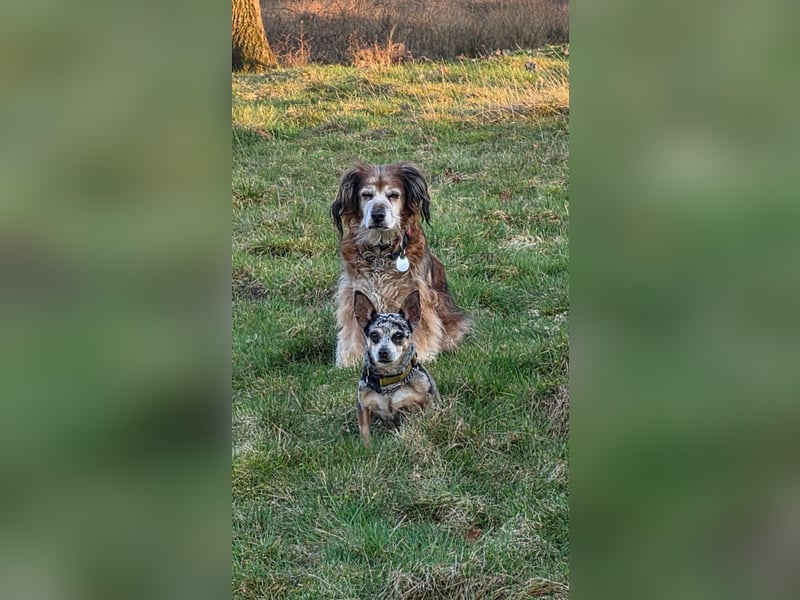 Merle. katzenfreundliche Chihuahua Dame geb. 12/2018