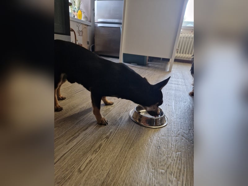 Csipa, hübscher Chihuahua geb 2024