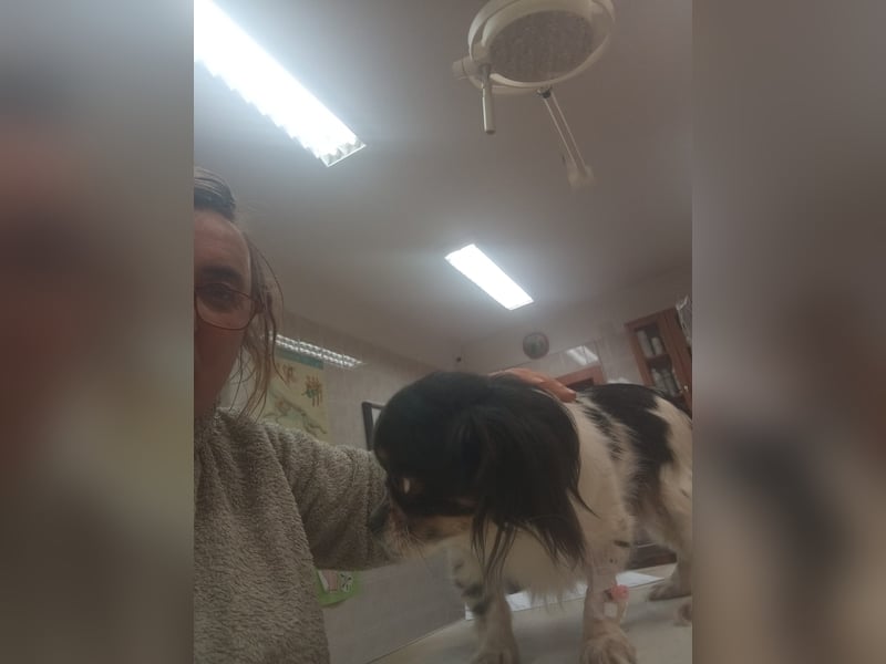 Zsani, kleines Chihuahua Mädchen geb. 02/2023